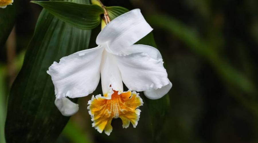 Una orquídea esplendorosa