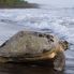 Parque Nacional Tortuguero