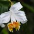 Una orquídea esplendorosa