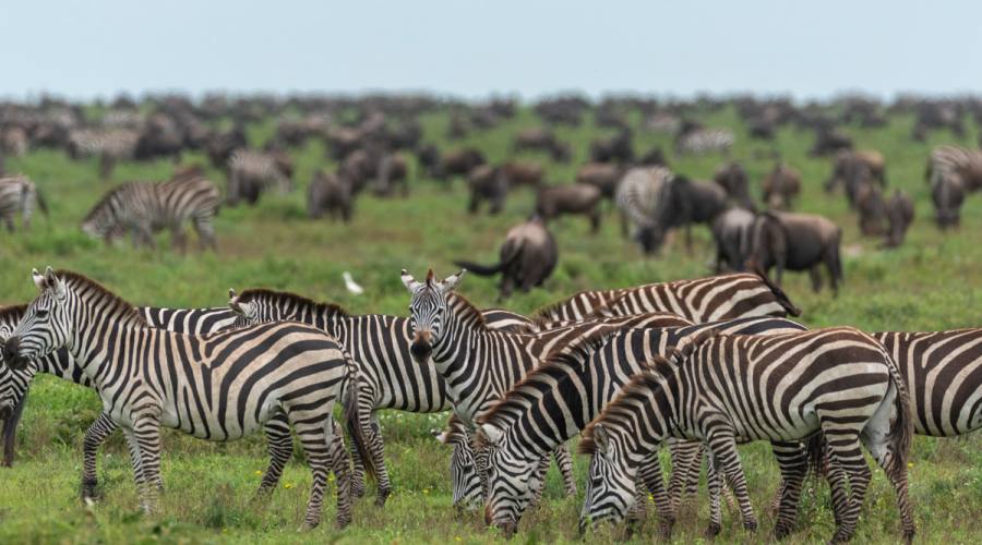 Migrazione delle zebre