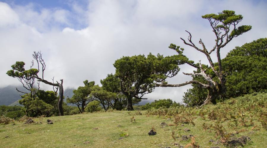 Madeira, foresta di laurissilva