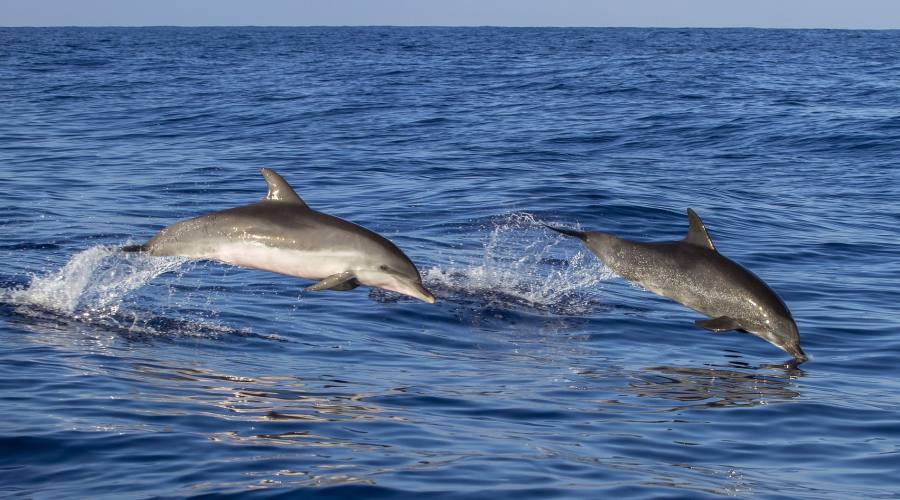 Madeira, avvistamento delfini