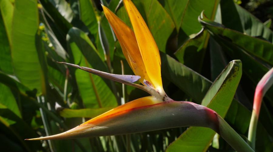 Madeira, la flora