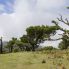 Madeira, foresta di laurissilva