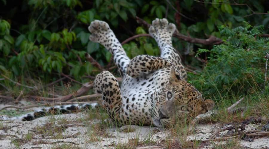 Uno splendido leopardo