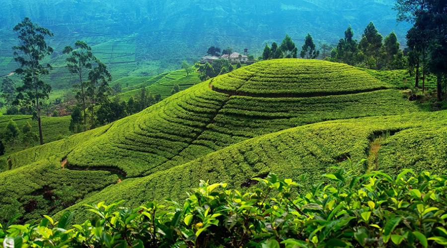 Le piantagioni di té di Nuwara Eliya