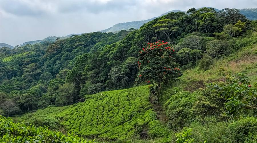 La foresta pluviale di Sinharaja