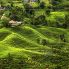 Piantagioni di té a Nuwara Eliya