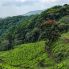 La foresta pluviale di Sinharaja