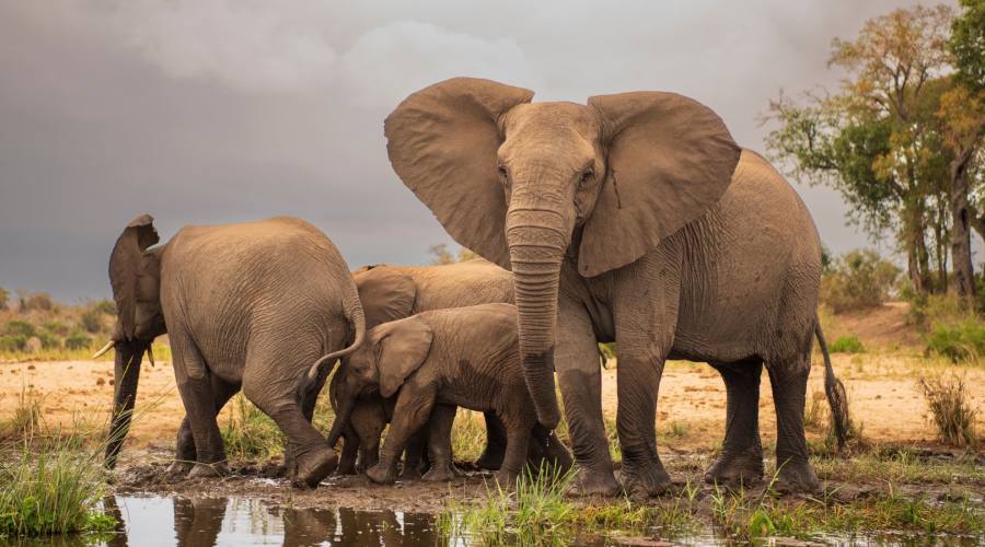 Kruger National Park