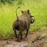 Kruger National Park