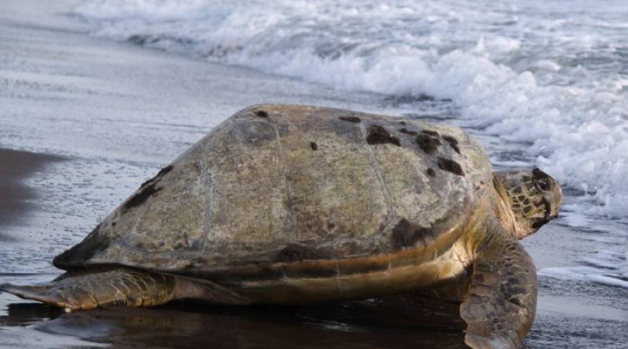 Tartaruga al Parco Tortuguero