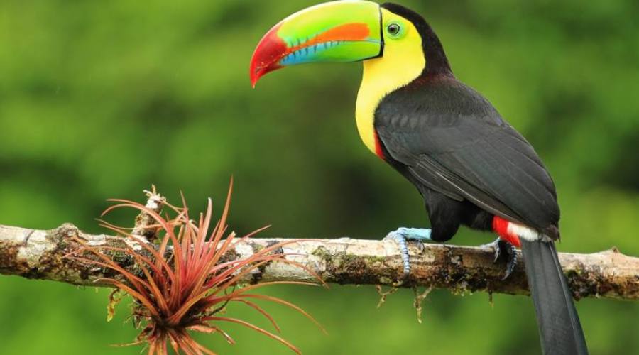 Tucano