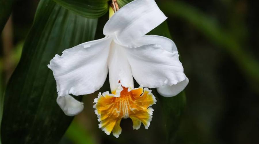 Orchidea