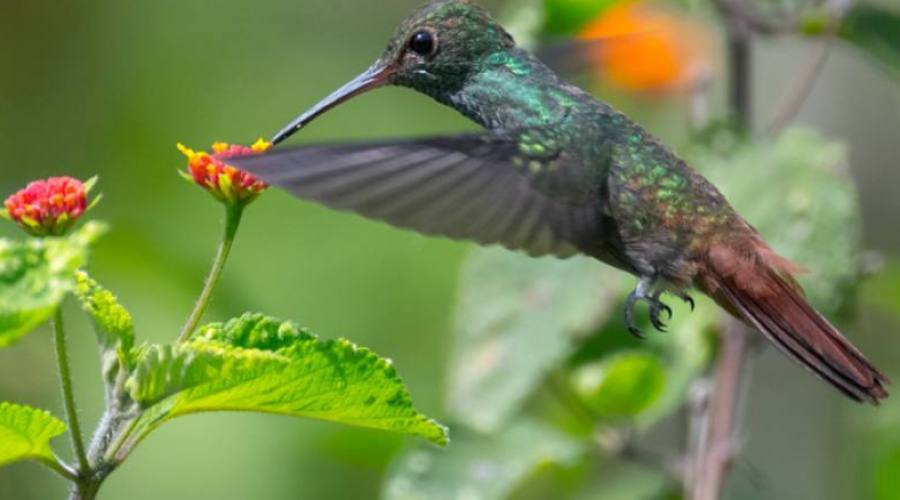 Colibrì