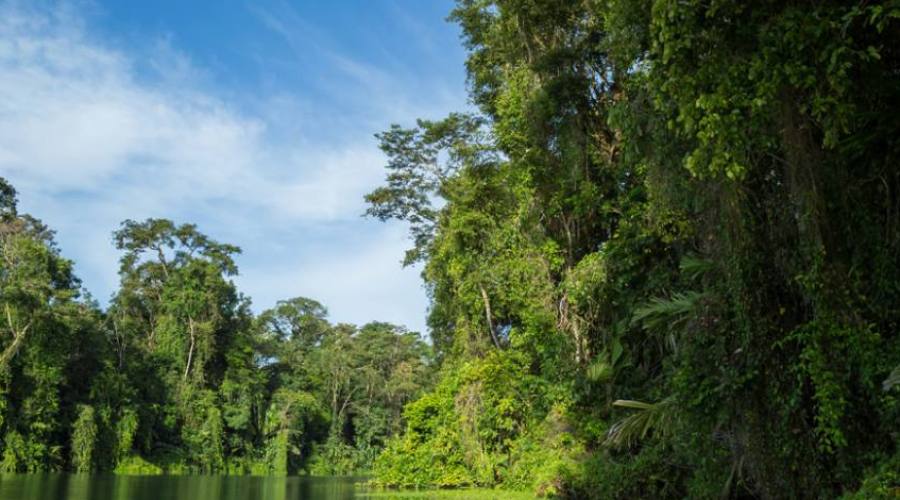 Foresta del Parco Tortuguero
