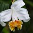 Orchidea