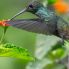 Colibrì
