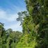 Foresta del Parco Tortuguero