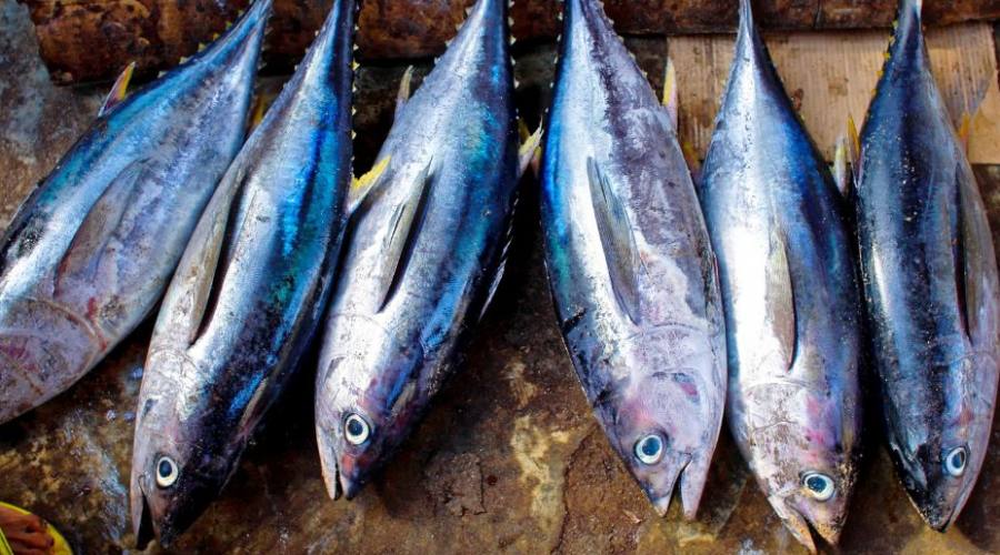 Tonni pescati