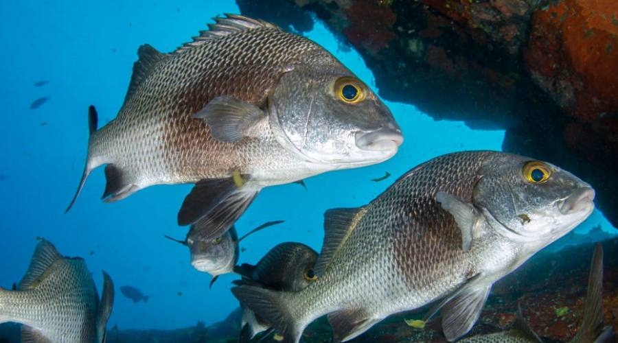 Snapper