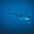 Barracuda