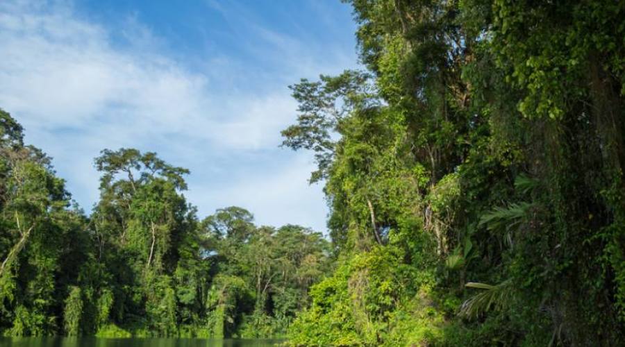 Foresta del Parco Tortuguero