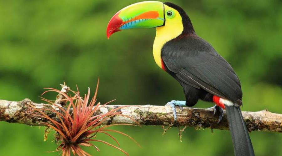 Tucano