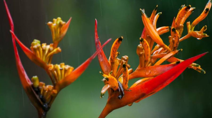 Fiore nella Riserva di Monteverde