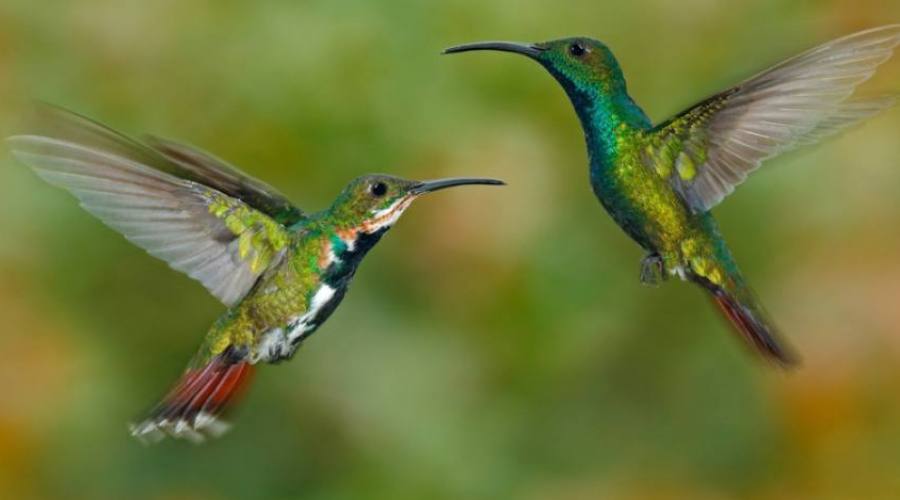 Colibrì