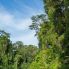 Foresta del Parco Tortuguero