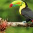 Tucano