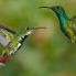 Colibrì