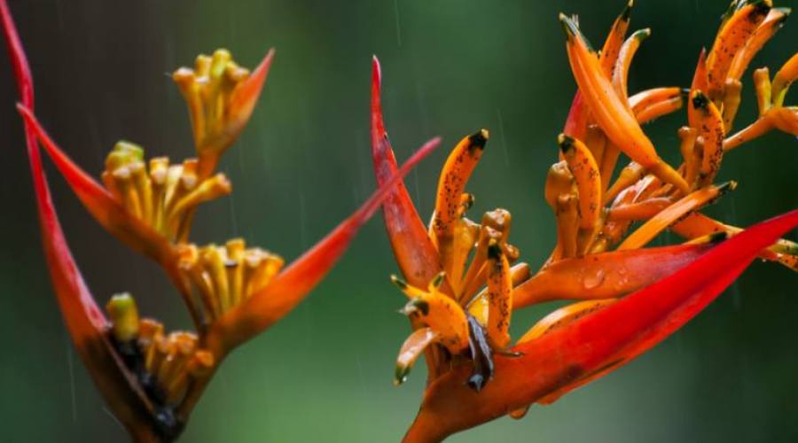 Fiore nella Riserva di Monteverde