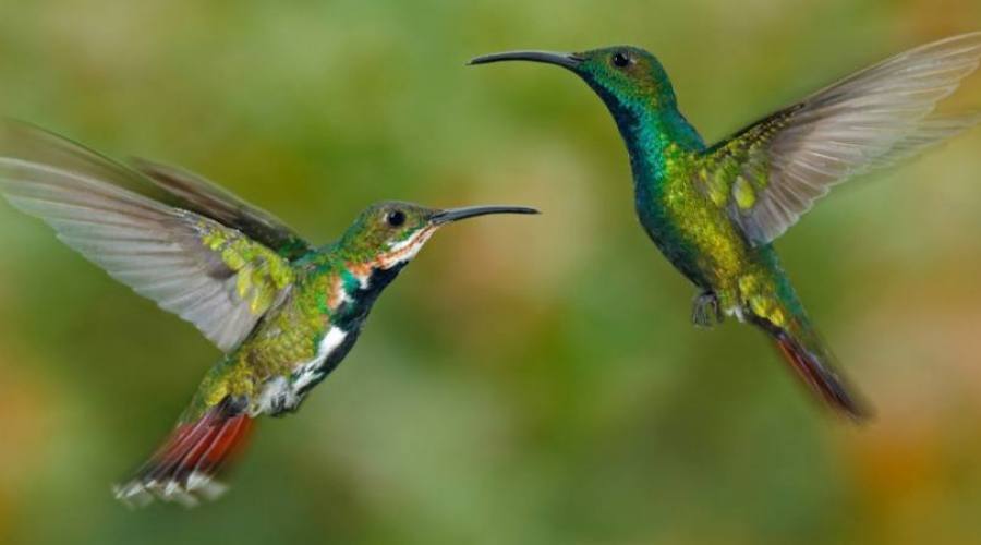Colibrì