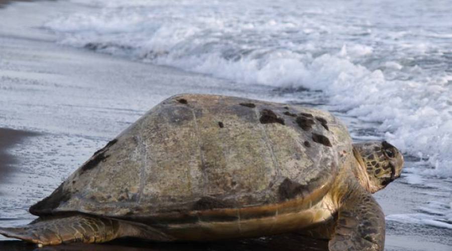 Tartaruga al Parco Tortuguero