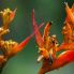 Fiore nella Riserva di Monteverde