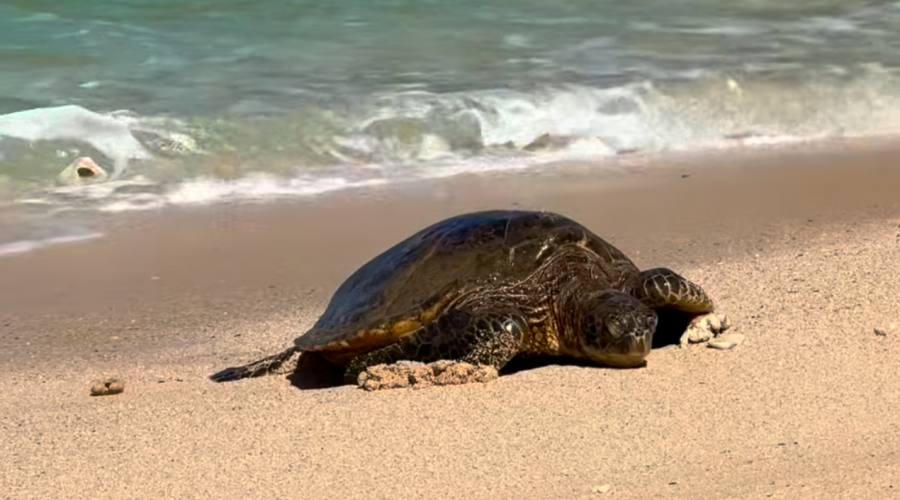 Tartarughe marine a Laniakea Beach