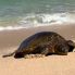 Tartarughe marine a Laniakea Beach