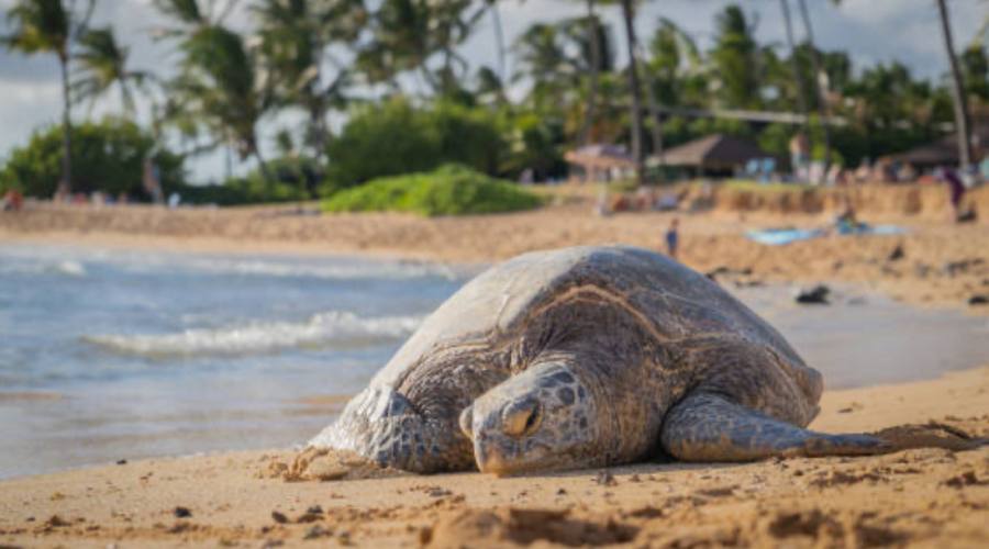 Tartarughe Marine _ Kauai