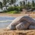 Tartarughe Marine _ Kauai