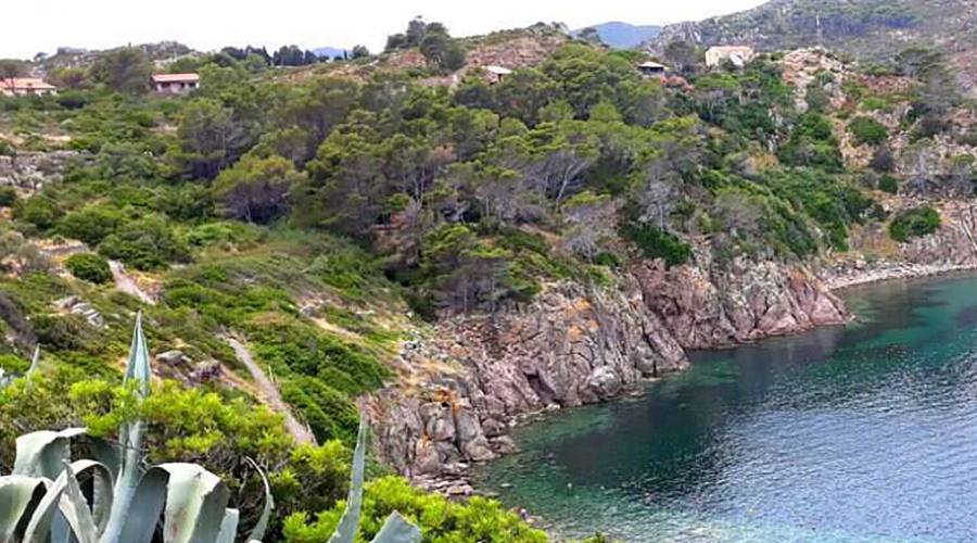 Capraia, vegetazione