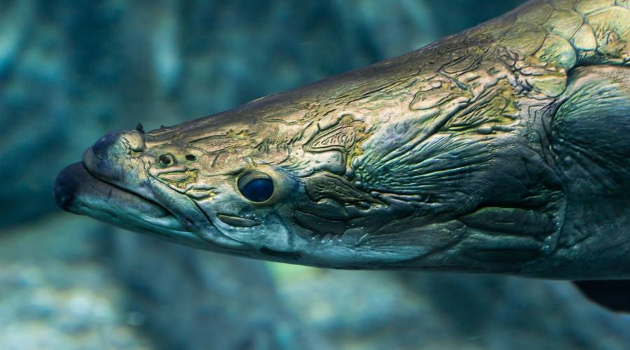 Arapaima