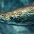 Arapaima