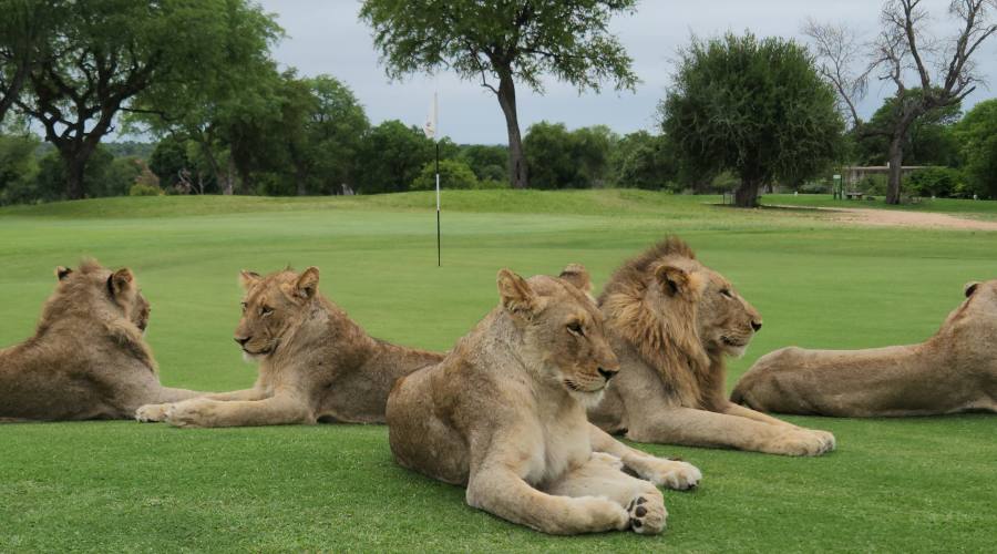 Skukuza Golf Club