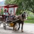 Nel Parco di San Rossore in carrozza