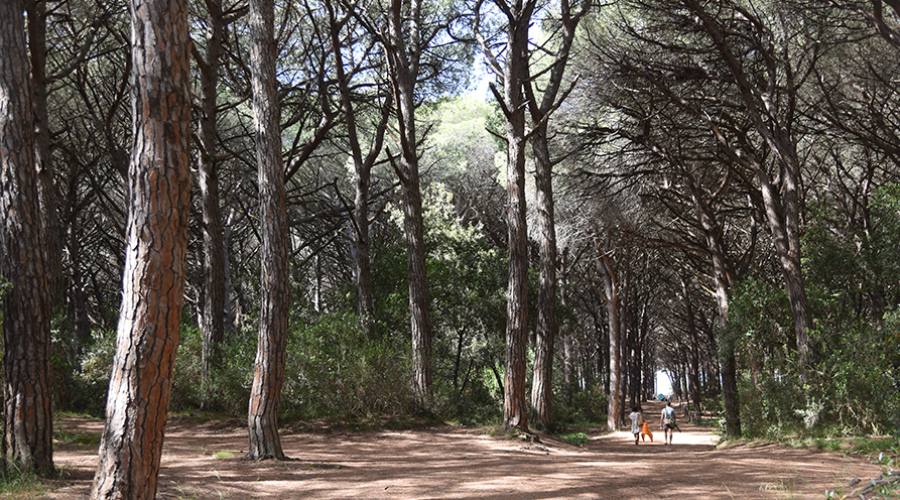 La pineta