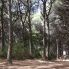 La pineta