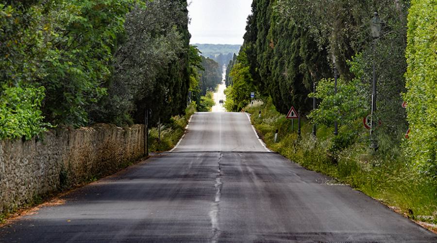 Dintorni: i cipressi di Bolgheri