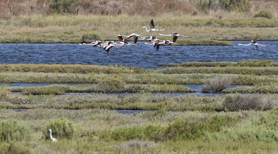 Fenicotteri nell'Oasi WWF degli Orti-Bottagone